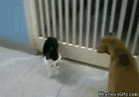post-4337-0-19129000-1415288833_thumb.gif